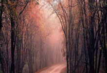 火箭新赛季首发预测，KD+范弗利特+阿门+史密斯+申京